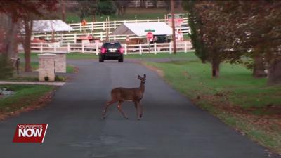 Ohio State Highway Patrol warns motorists that we are in the peak time for car/deer crashes