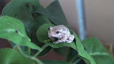 Community helps name new amphibians with JAMPD
