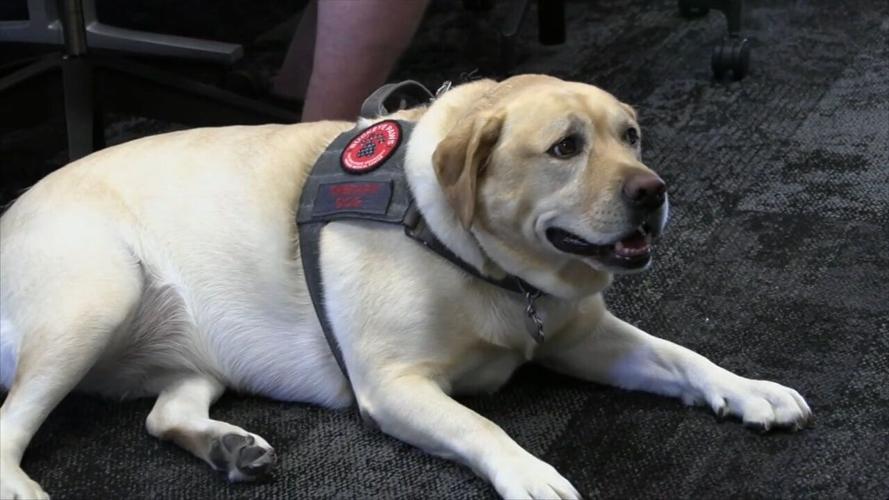 Buckeye Paws brings some happiness and smiles to OSU Lima students and faculty