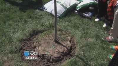 City of Lima's Tree Rebate Program