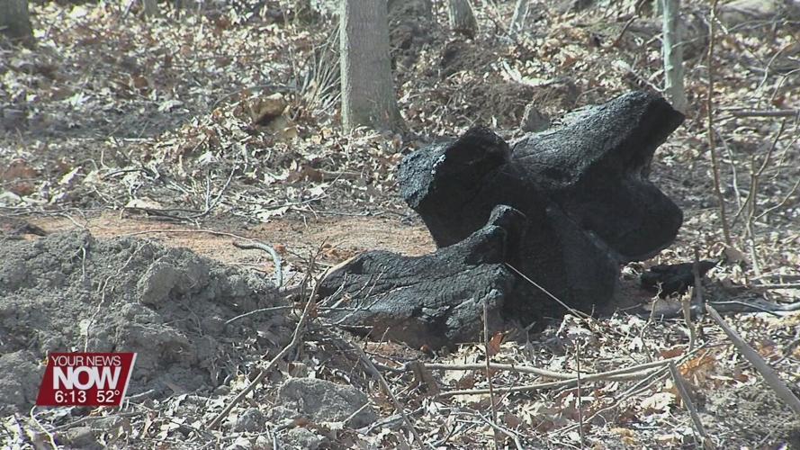 Hermon Woodlands trail reopens following diseased oak tree removal