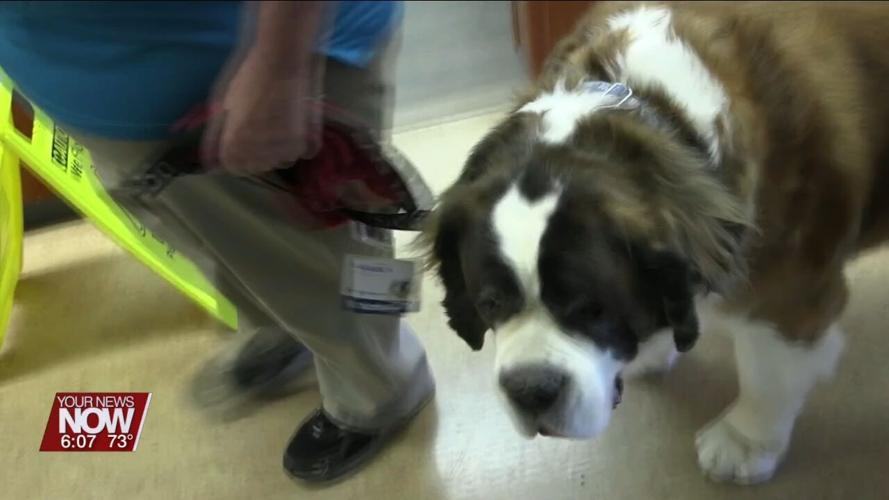 Dogs from the Welcome Waggers program comfort and bring smiles to patients at Mercy Health-St. Rita's