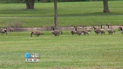 Geese numbers down in Lima parks