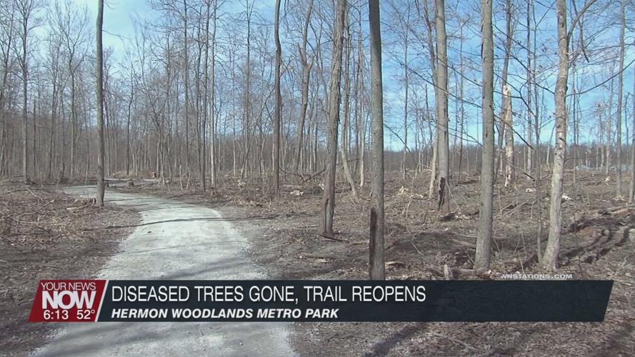 Hermon Woodlands trail reopens following diseased oak tree removal