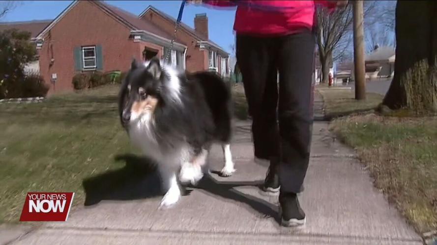 How having a pet can benefit your health