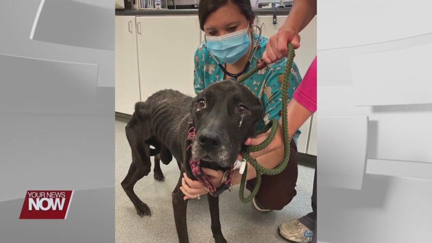 Spencerville woman given jail time for allowing dog to starve to death