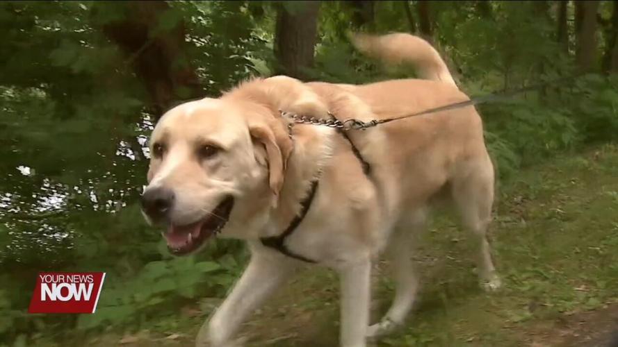 How having a pet can benefit your health