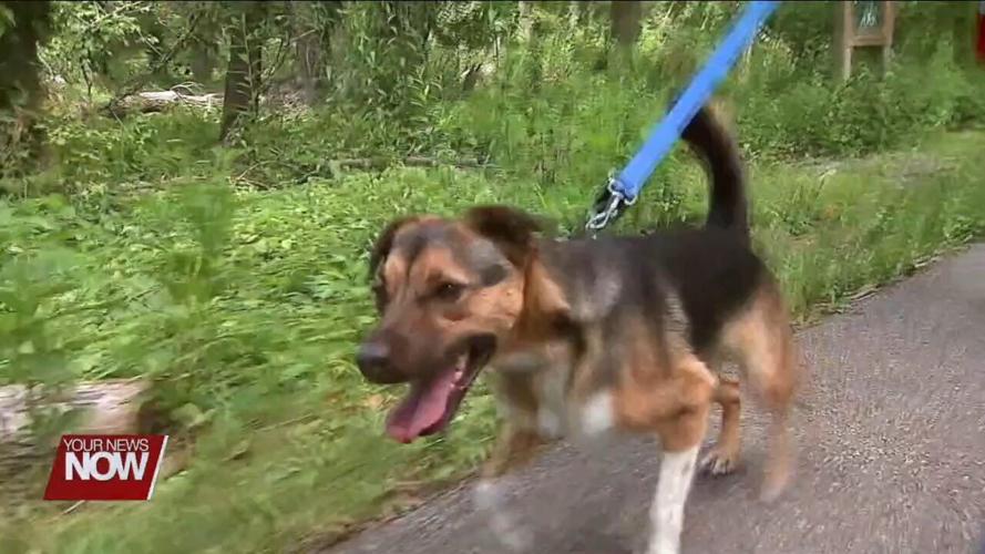 How having a pet can benefit your health