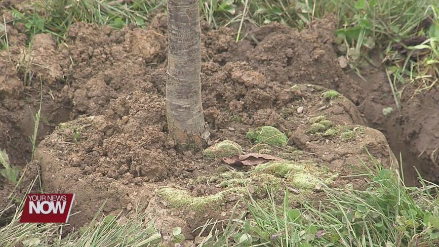 JAMPD plants oak trees to honor healthcare workers and lives lost to COVID-19