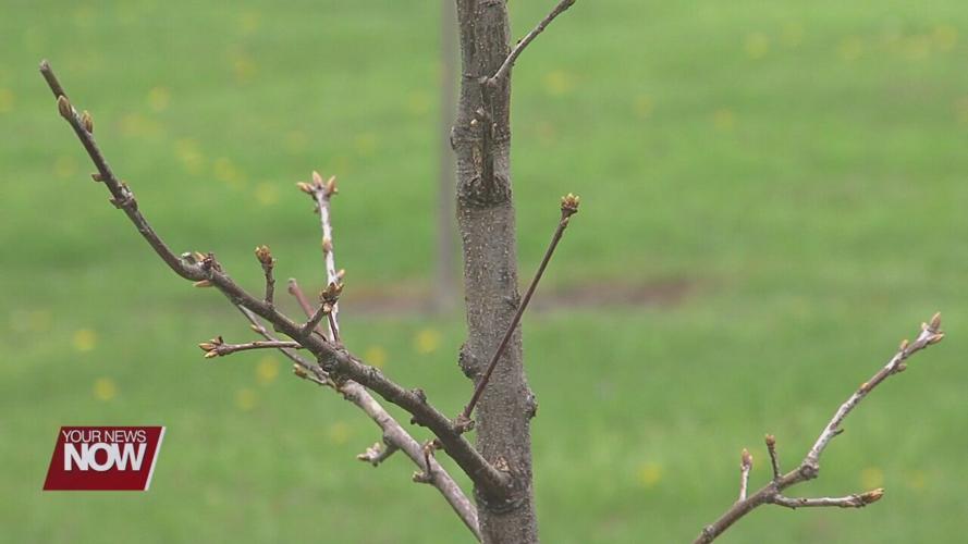 JAMPD plants oak trees to honor healthcare workers and lives lost to COVID-19