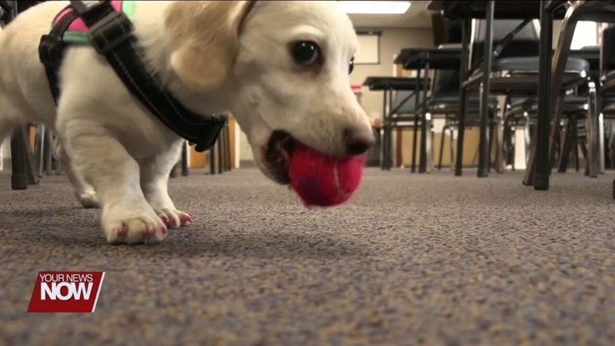 Support dog helps Putnam County first responders cope with stress of job