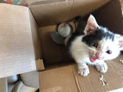 The Ohio SPCA & Humane Society is in urgent need of donations and adoptions