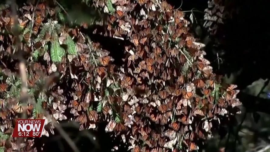 You can help endangered monarch butterflies by planting milkweed