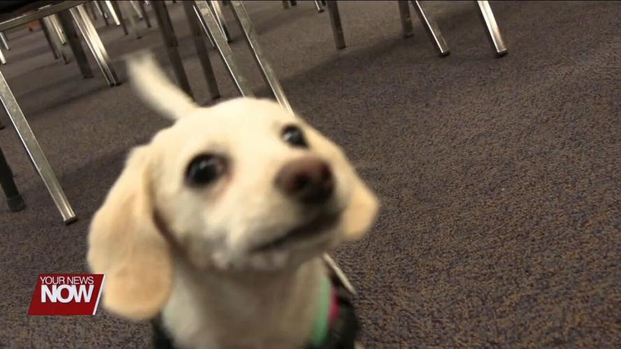Support dog helps Putnam County first responders cope with stress of job