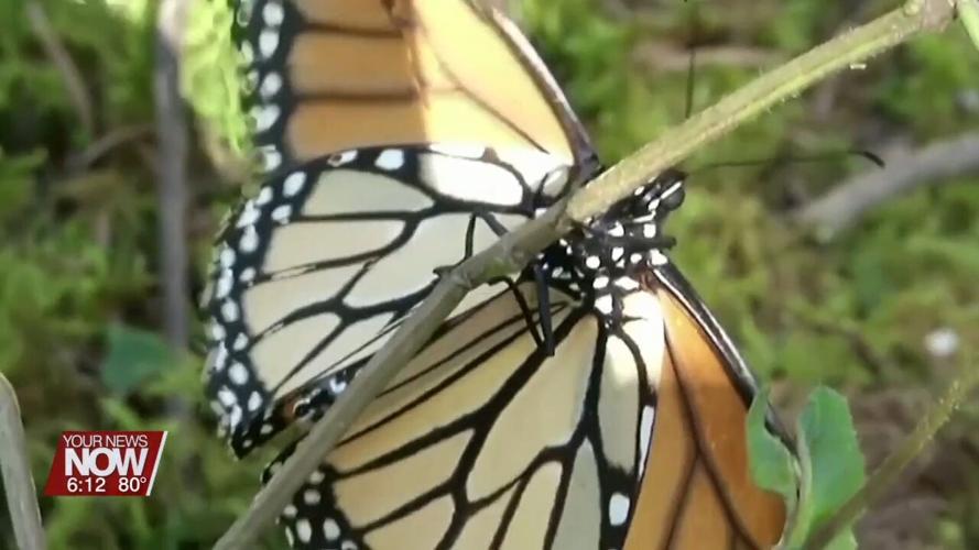 You can help endangered monarch butterflies by planting milkweed