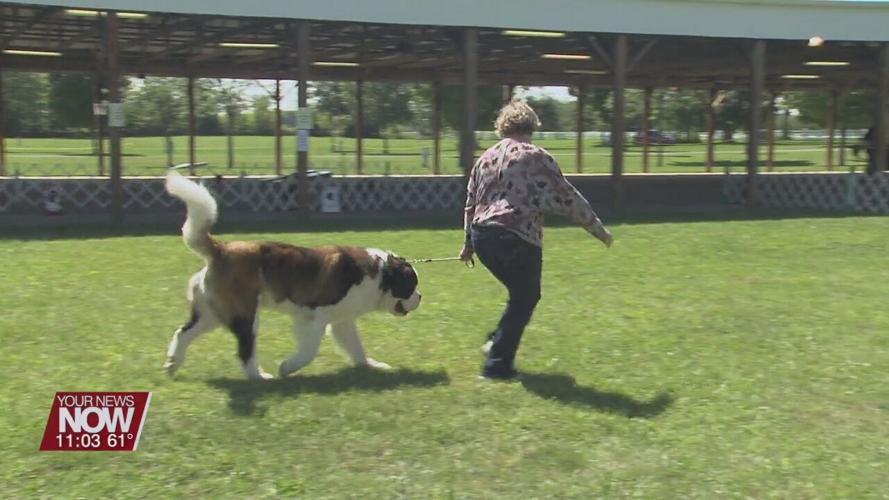Saint Bernards take over the Lima Kennel Club showgrounds for the weekend