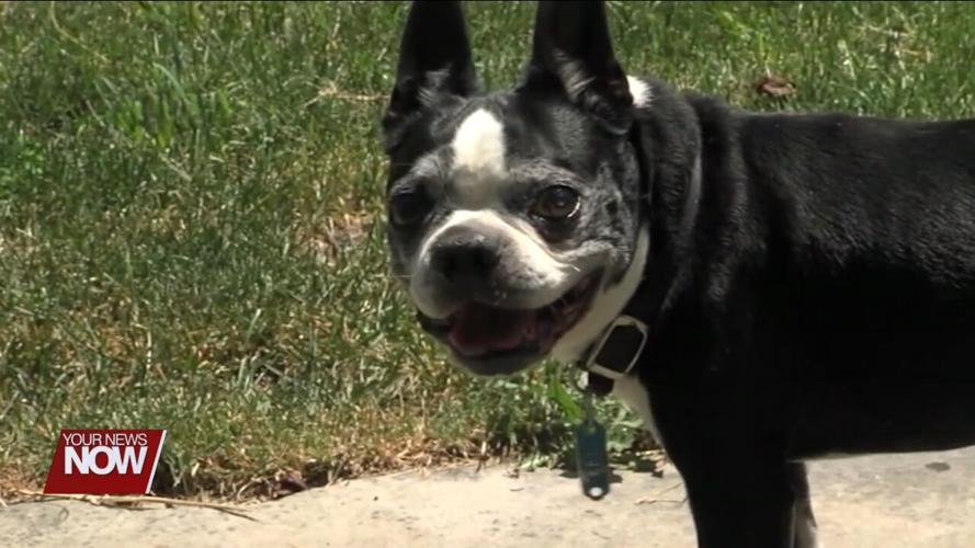 Reminder: Get your dog tags for your four-legged friend before February price jump