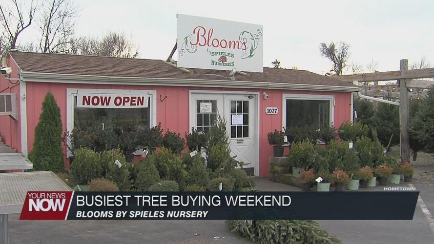 Preparing for the most popular weekend to buy a real Christmas tree