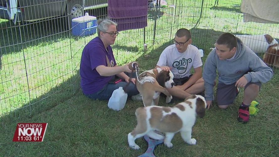 Saint Bernards take over the Lima Kennel Club showgrounds for the weekend