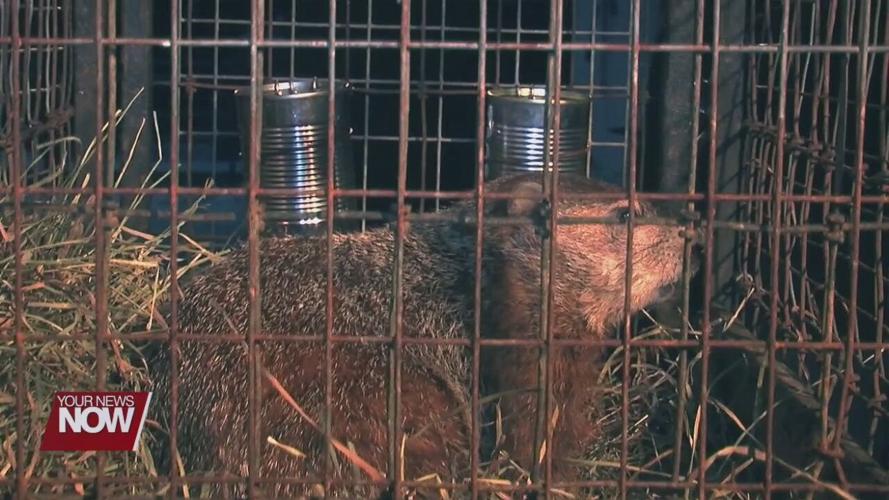 Celebrating Groundhog Day by learning more about the little forecasters