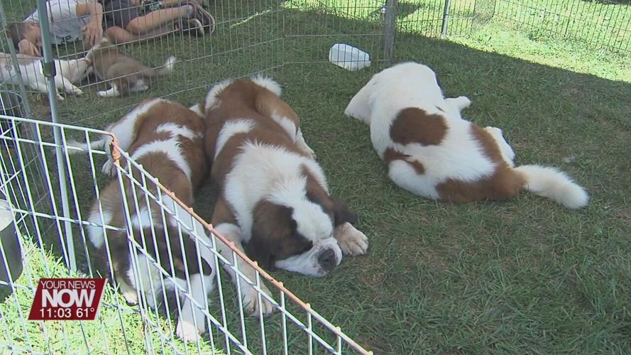Saint Bernards take over the Lima Kennel Club showgrounds for the weekend