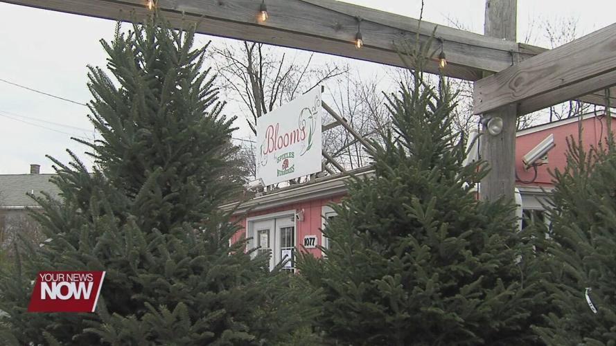 Preparing for the most popular weekend to buy a real Christmas tree