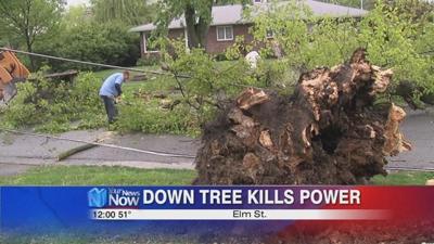 Downed tree takes out power line on Elm Street