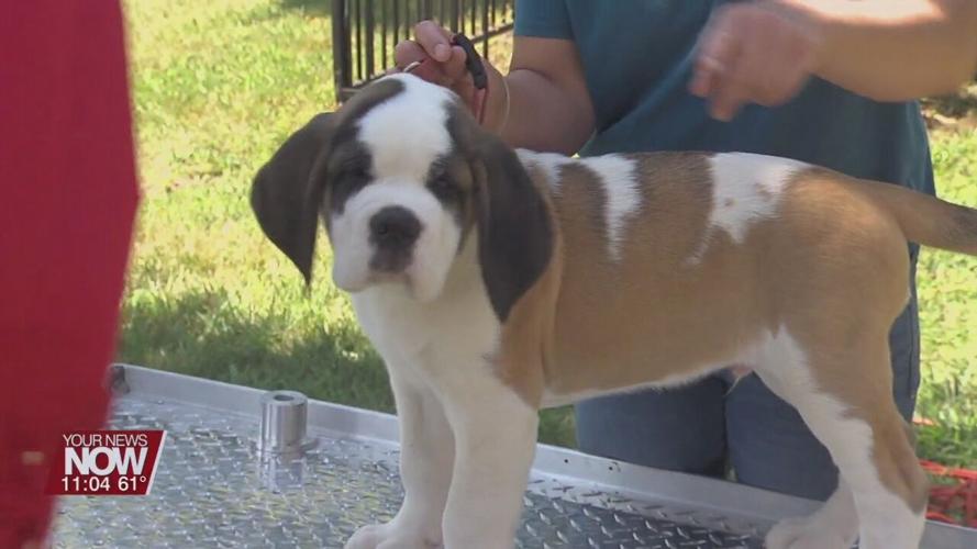 Saint Bernards take over the Lima Kennel Club showgrounds for the weekend