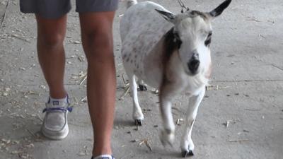 Wireman shares tips for success in goat showing at the Allen Co. Fair