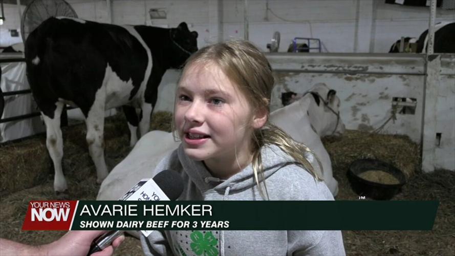 4-H Spotlight: Junior Fair members provide insight on showing dairy cows