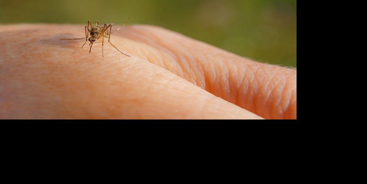 Mosquito Generic