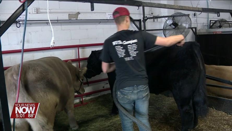 The importance of fairgoers and livestock staying cool this week at the Allen County Fair
