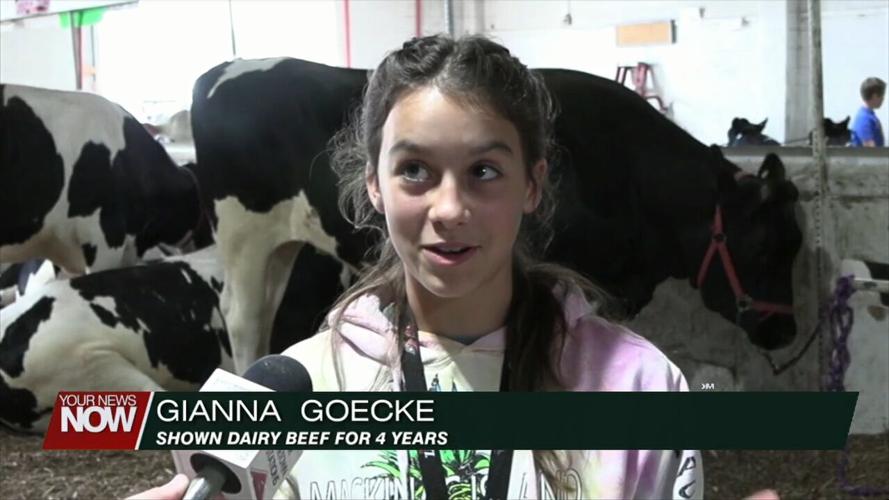 4-H Spotlight: Junior Fair members provide insight on showing dairy cows