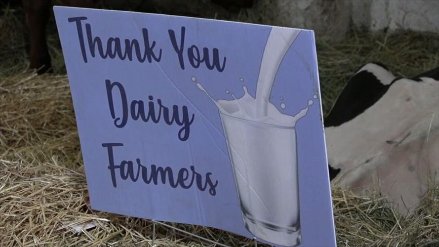 4-H Spotlight: Junior Fair members provide insight on showing dairy cows