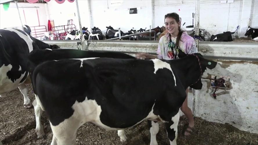 4-H Spotlight: Junior Fair members provide insight on showing dairy cows