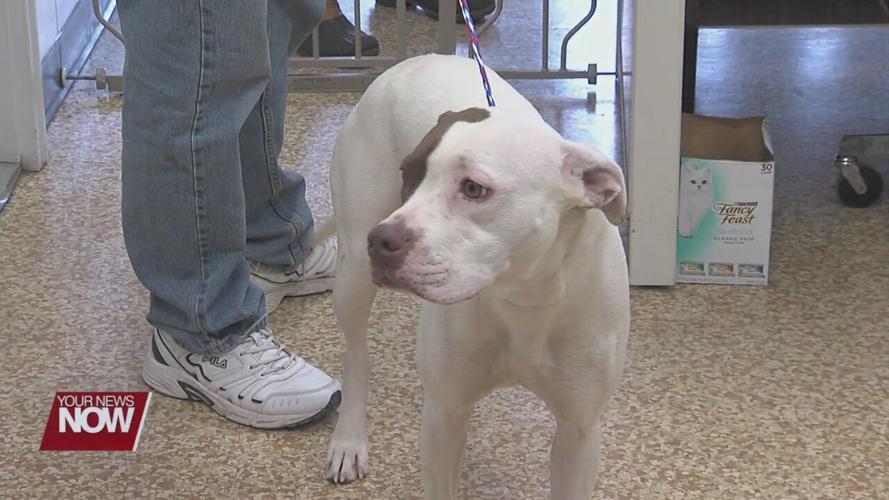 Reminder to dog owners: time to renew dog tags