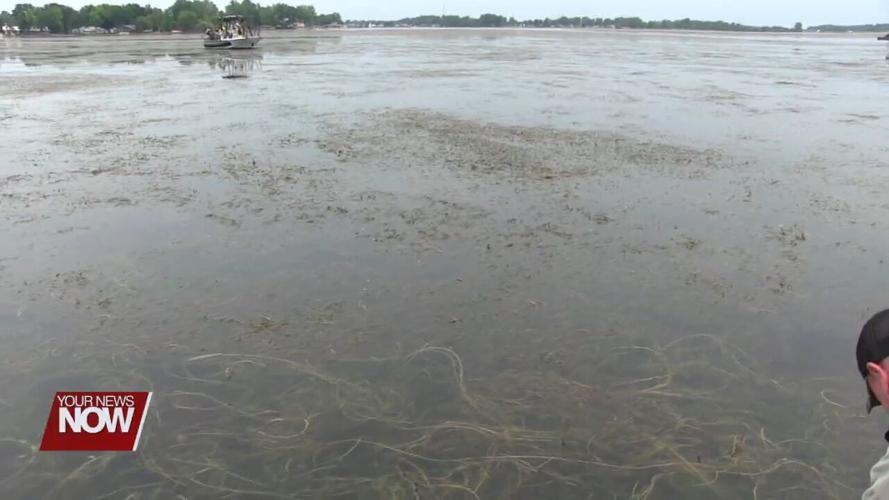 ODNR steps up communication about Indian Lake vegetation infestation
