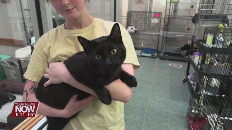 The Ohio SPCA and Humane Society is looking for forever homes for hundreds of cats as they are at capacity