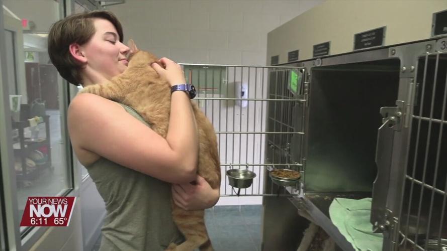 The Ohio SPCA and Humane Society is looking for forever homes for hundreds of cats as they are at capacity