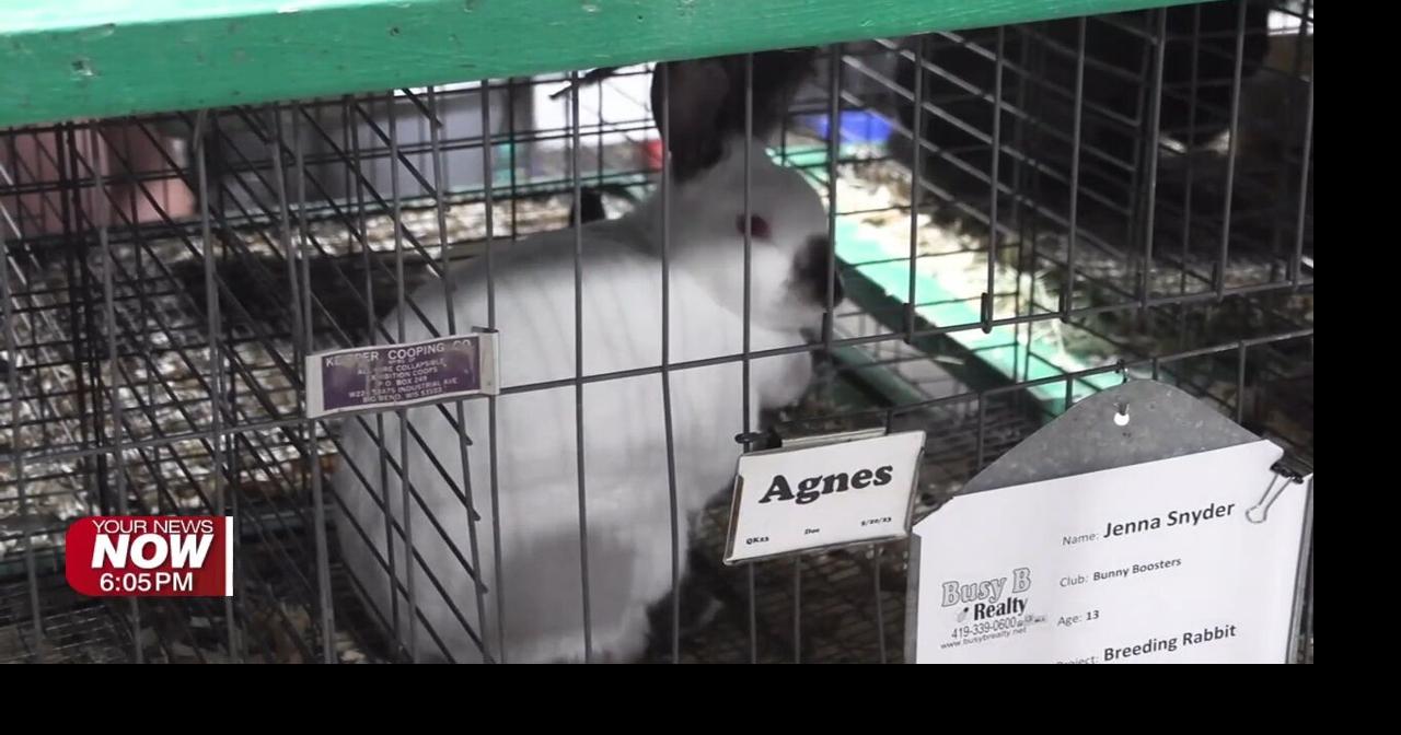 Allen County Fair rabbit exhibitors prepare for judging