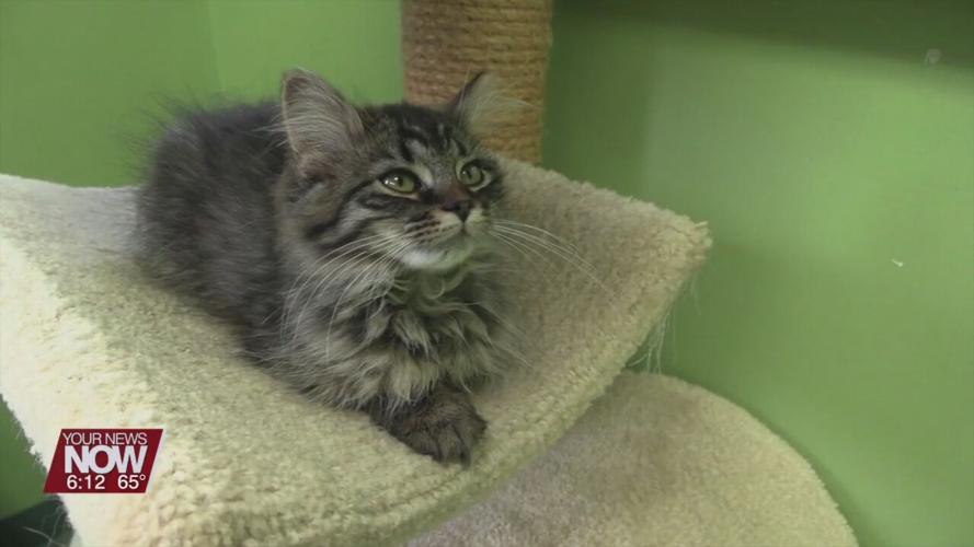 The Ohio SPCA and Humane Society is looking for forever homes for hundreds of cats as they are at capacity
