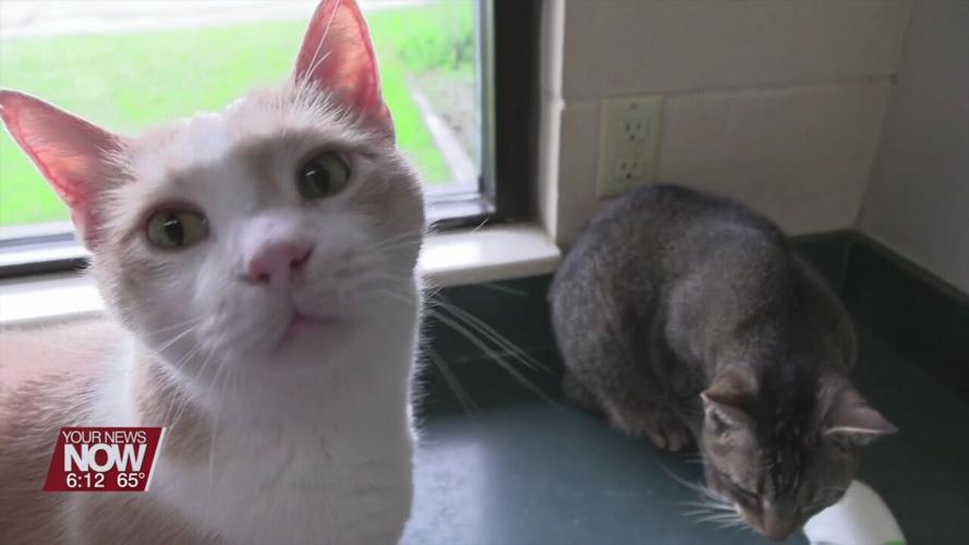 The Ohio SPCA and Humane Society is looking for forever homes for hundreds of cats as they are at capacity