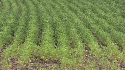 Rainfall key as corn and soybean crops enter critical growth stage
