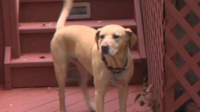 Fireworks can frighten pets; Allen County dog warden shares advice