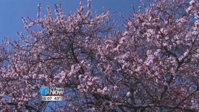 First day of spring also begins allergy season