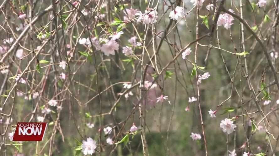 Lima Sister Cities Association hosts annual Cherry Blossom Festival