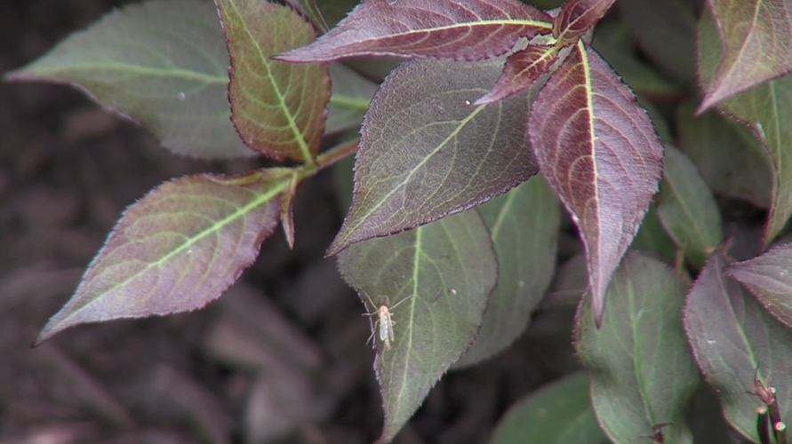 Allen County health officials urge mosquito and tick precautions as summer begins