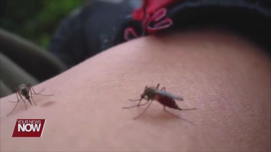 Watching out for ticks and mosquitoes this summer