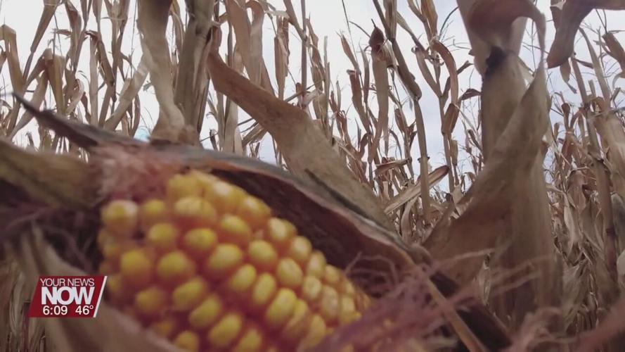 Promising yield for corn and soybeans this harvest season2.jpg