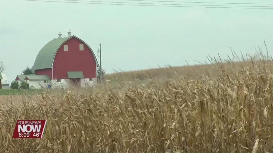 Promising yield for corn and soybeans this harvest season.jpg